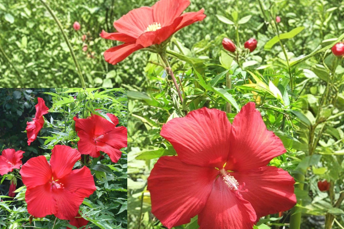 2 Lord Baltimore Hibiscus Live Plants – 4–6" Tall – Hibiscus moscheutos