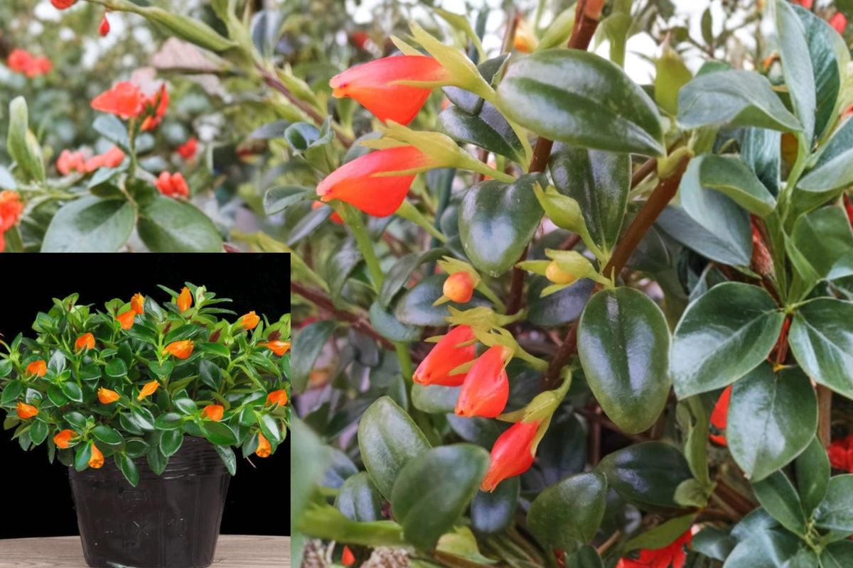 Goldfish Plant Live in 6 Inch Pot, Nematanthus Tropical Houseplant, Orange Fish-Shaped Flowers, Trailing Indoor Plant