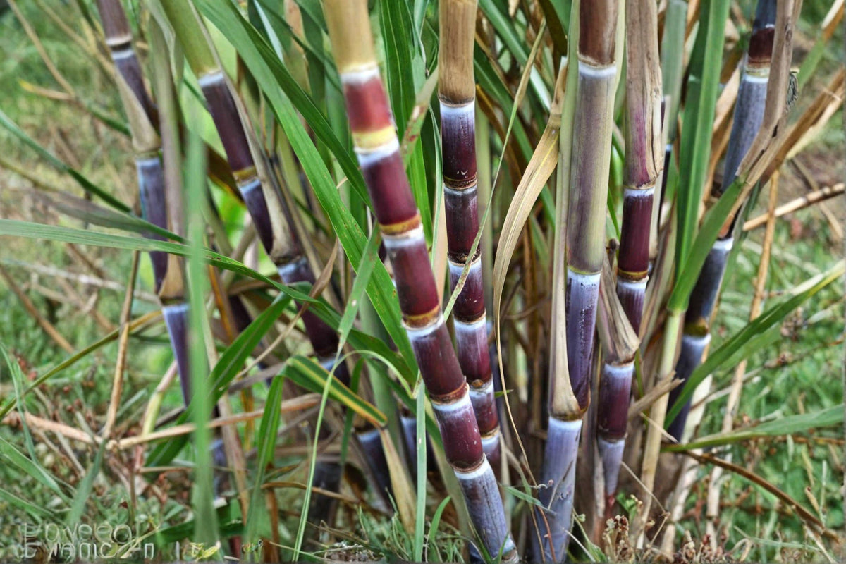 Sugarcane Live Plant – 2 Cuttings with 2 Nodes Each – Saccharum