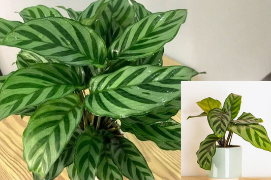 Calathea Freddie Live Plant, Calathea Concinna in 4 Inch Nursery Pot, Tropical Indoor Houseplant, Patterned Green Foliage