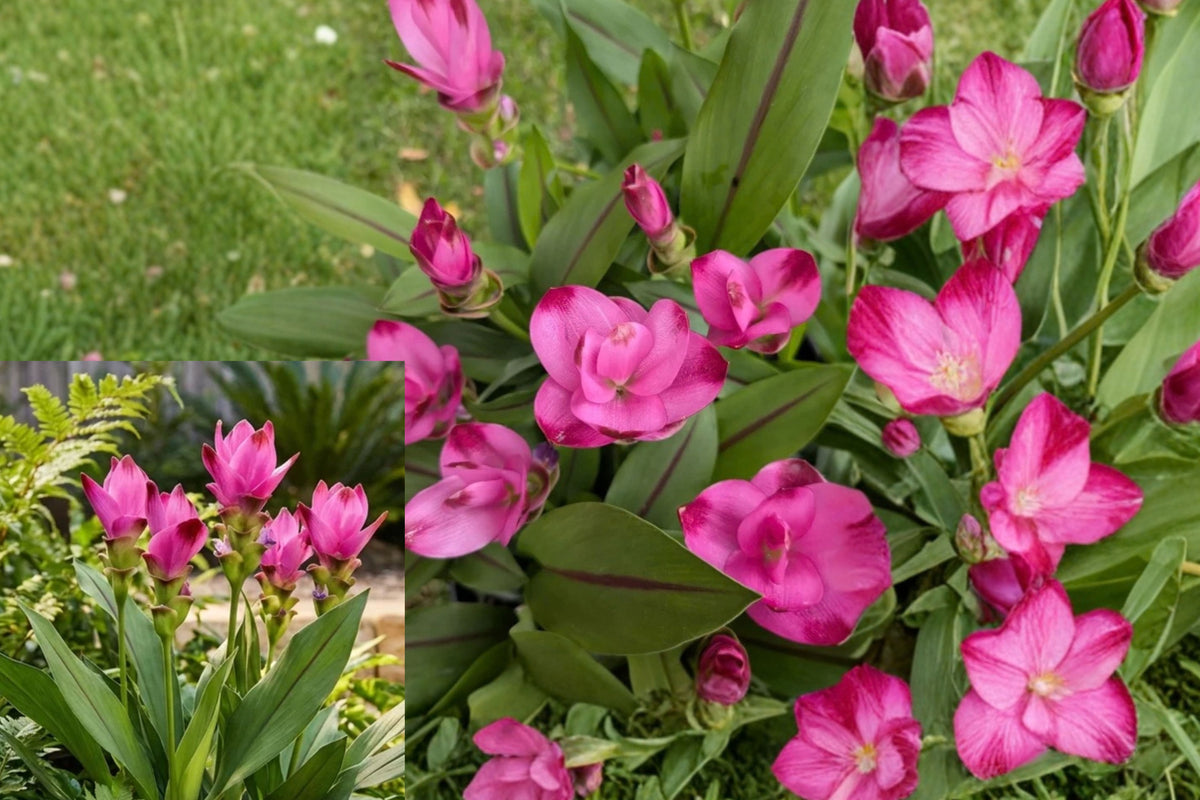 Siam Splash Curcuma Live Plant – 1 Plant – Curcuma ‘Siam Splash’ – Starter Plant