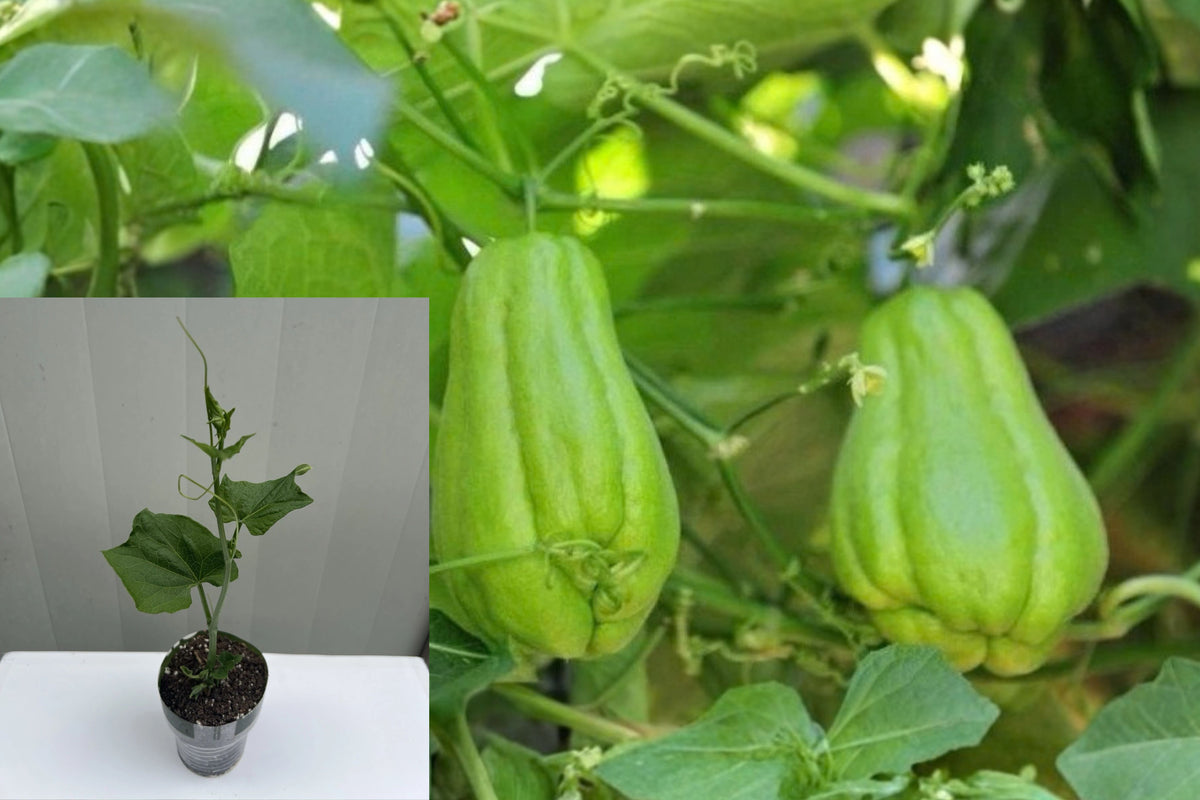 Chayote Mirliton Squash Live Plant – 8 Inch Potted Plant – Sechium edule