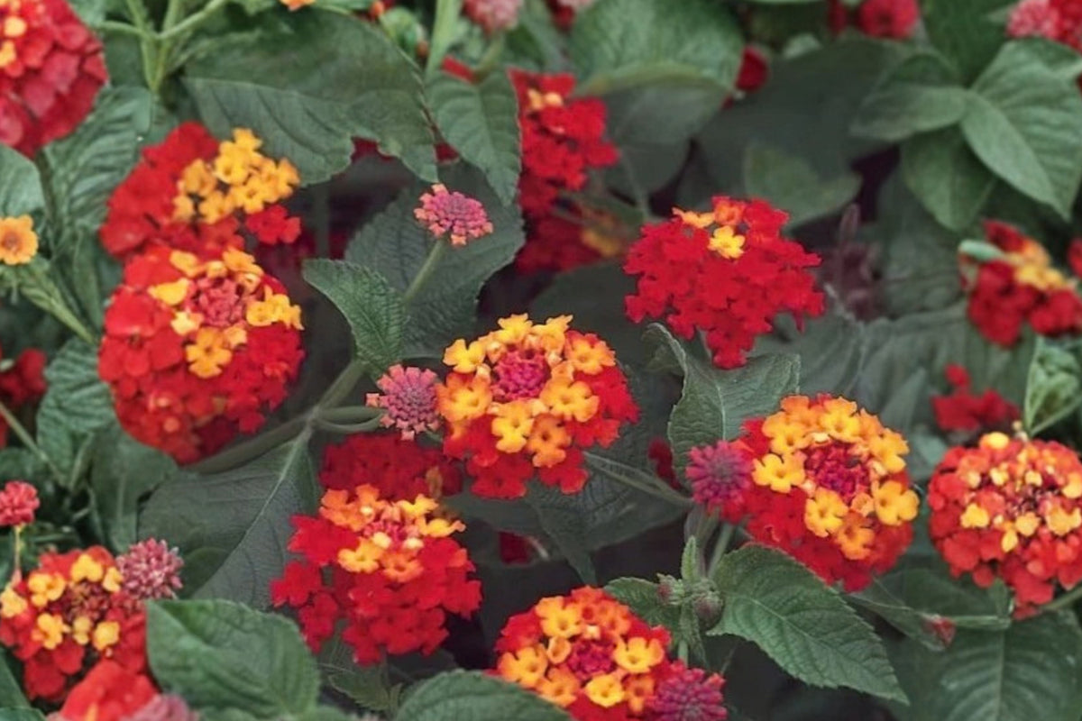 2 Red Lantana Live Plants – 4–6 Inch Bare Root Starters