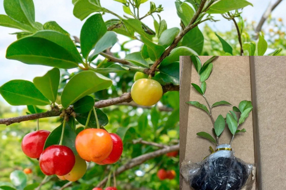 Barbados Cherry 1 Live Starter Plant – 4–6 Inches Tall – Malpighia emarginata