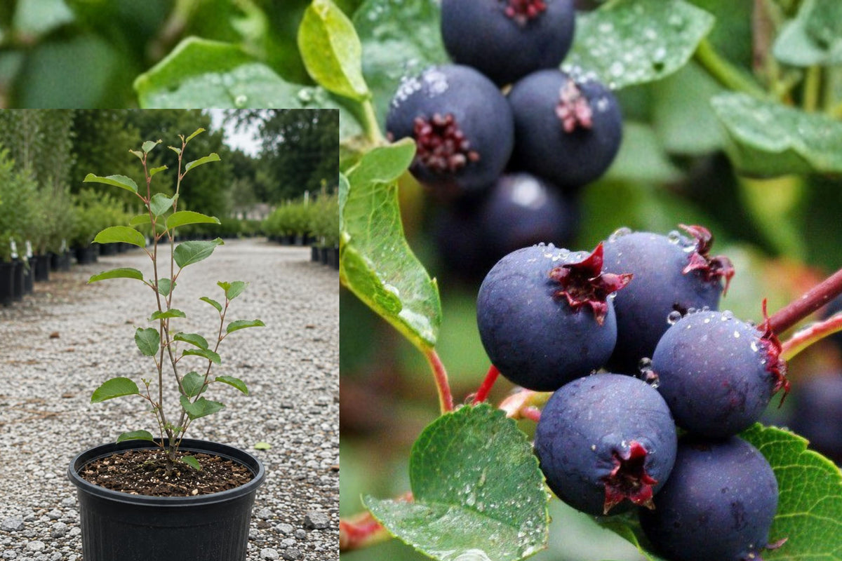 Serviceberry Live Plant, 6–12 Inch Berry Tree Seedling, Hardy Edible Berry Shrub for Garden, USDA Zones 4–9