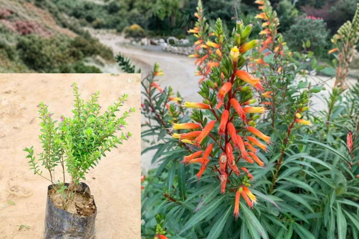 3 Cuphea Big Cigar Live Plants, Orange Red Flowering Shrub Starters, 4–6 Inch Outdoor Pollinator Garden Plants, No Pot