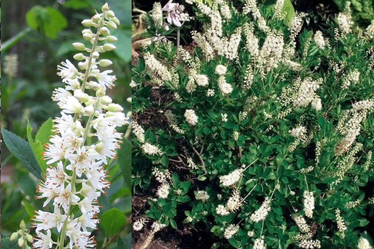 Clethra alnifolia 'Hummingbird' 1 Bare Root Live Plant – 12+ Inch Summersweet