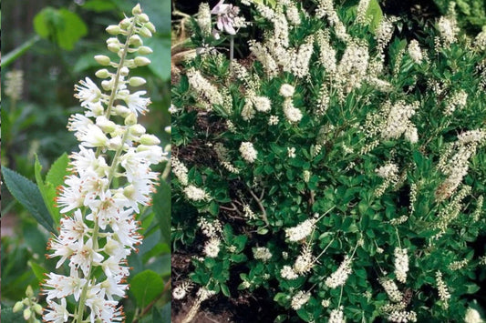 Clethra alnifolia 'Hummingbird' 1 Bare Root Live Plant – 12+ Inch Summersweet