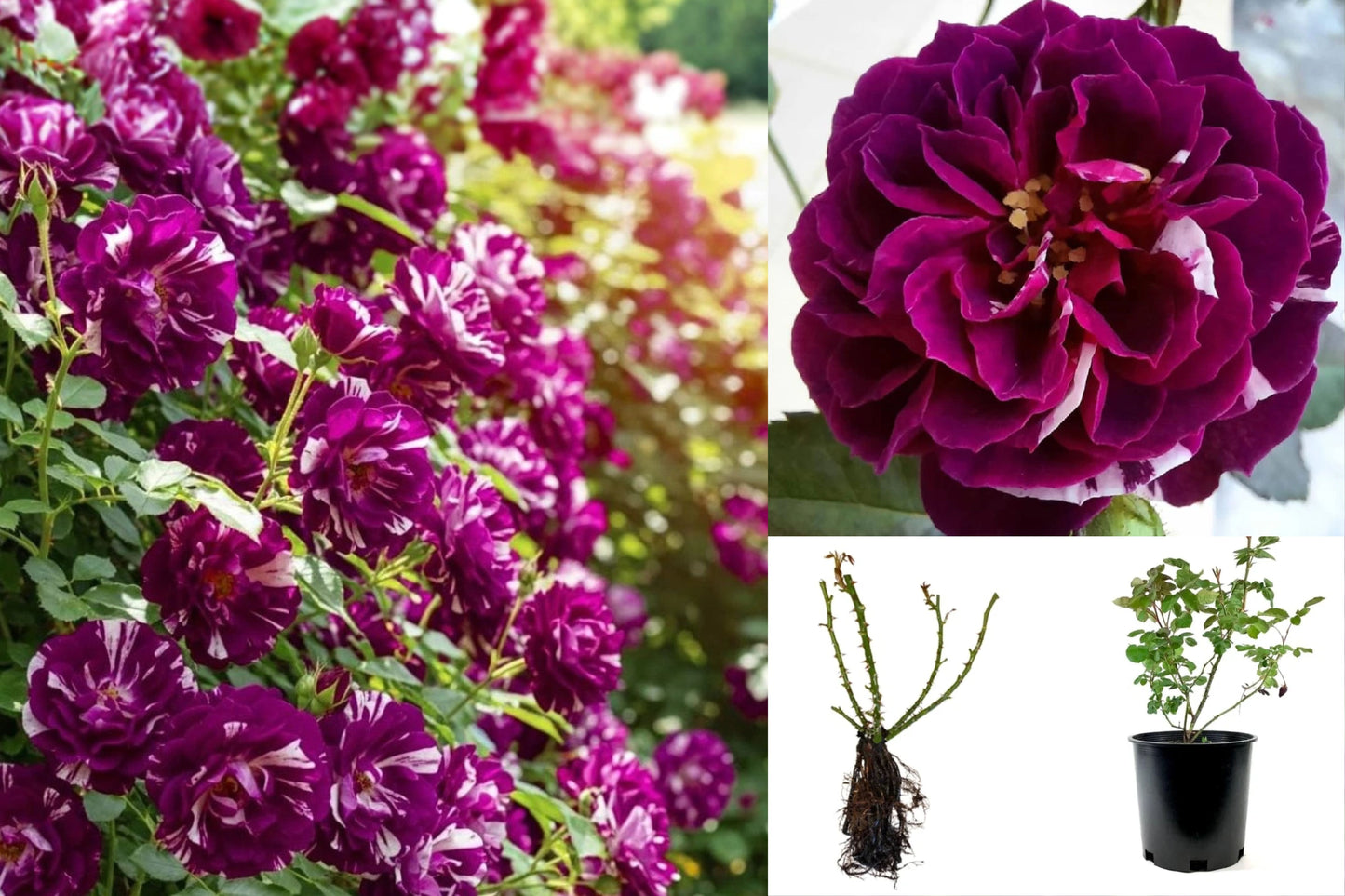 Deep Purple Lavender Striped Climbing Rose Live Plant – Rosa spp.