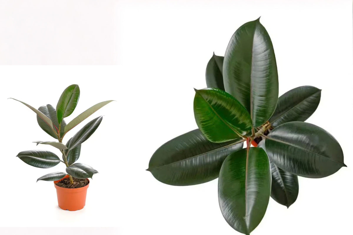 Burgundy Rubber Tree Live Plant in 1.5-Quart Pot – Ficus elastica