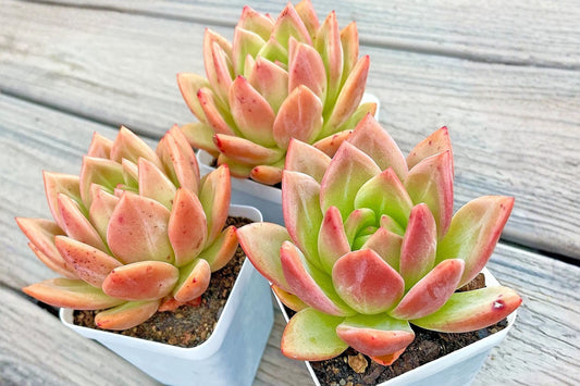 Echeveria 'Champagne' Live Succulent – Rooted Bare Root Plant – 3 Inches