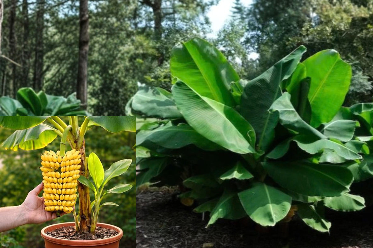 Truly Tiny Banana 2 Live Plants – 4–6 Inch Starter Plants – Musa ‘Truly Tiny’