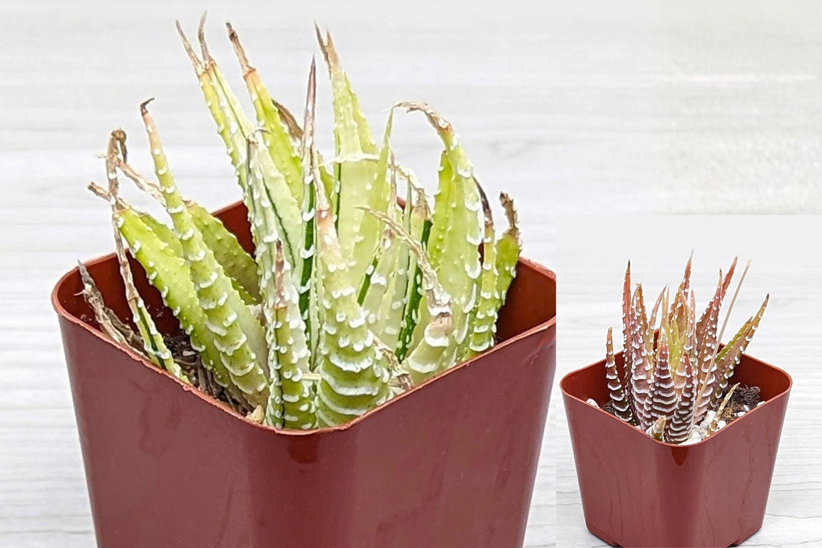 Haworthia Fasciata Zebra Plant Variegated Live Plant – 2" Pot