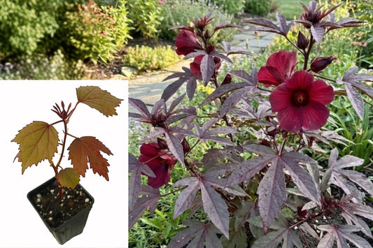 2 Cranberry Hibiscus Live Plants, 4–6 Inch Red Burgundy Foliage, Edible Ornamental Hibiscus, Ships Without Pots