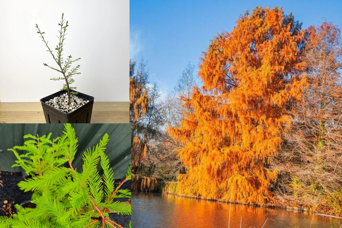 Bald Cypress Live Tree, Taxodium distichum 1 Year Old Seedling, Potted Deciduous Conifer, Pre Bonsai Starter Plant