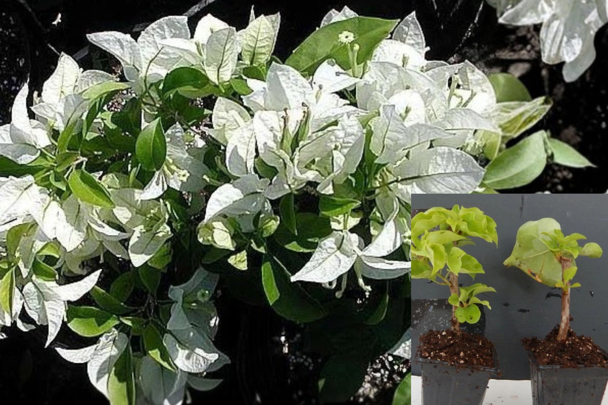 Ms. Alice Bougainvillea Live Plant, Rooted Starter in 3 Inch Pot, Flowering Ornamental Vine for Sunny Gardens and Patios