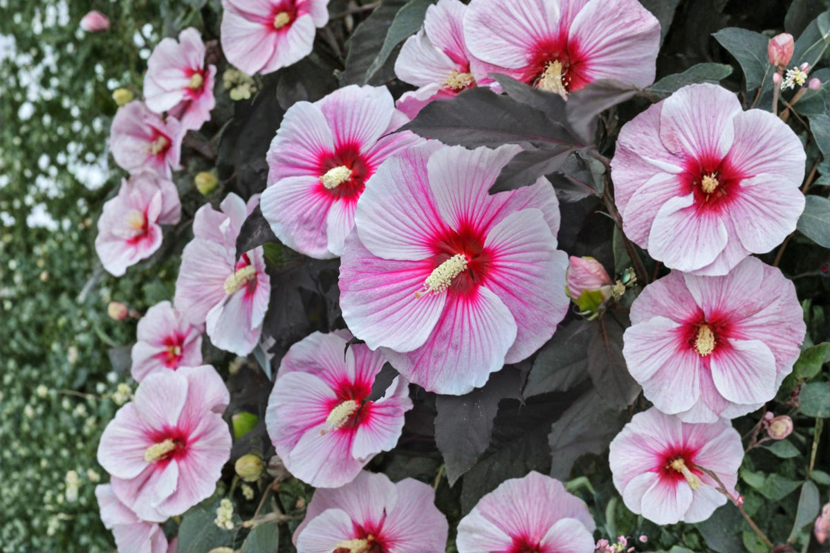 Starry Starry Night Hardy Hibiscus Live Plant – 1 Potted 2.5" Plant – Hibiscus