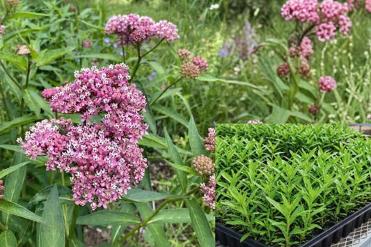 Pink Milkweed 2 Live Plants – Asclepias incarnata – Full Sun