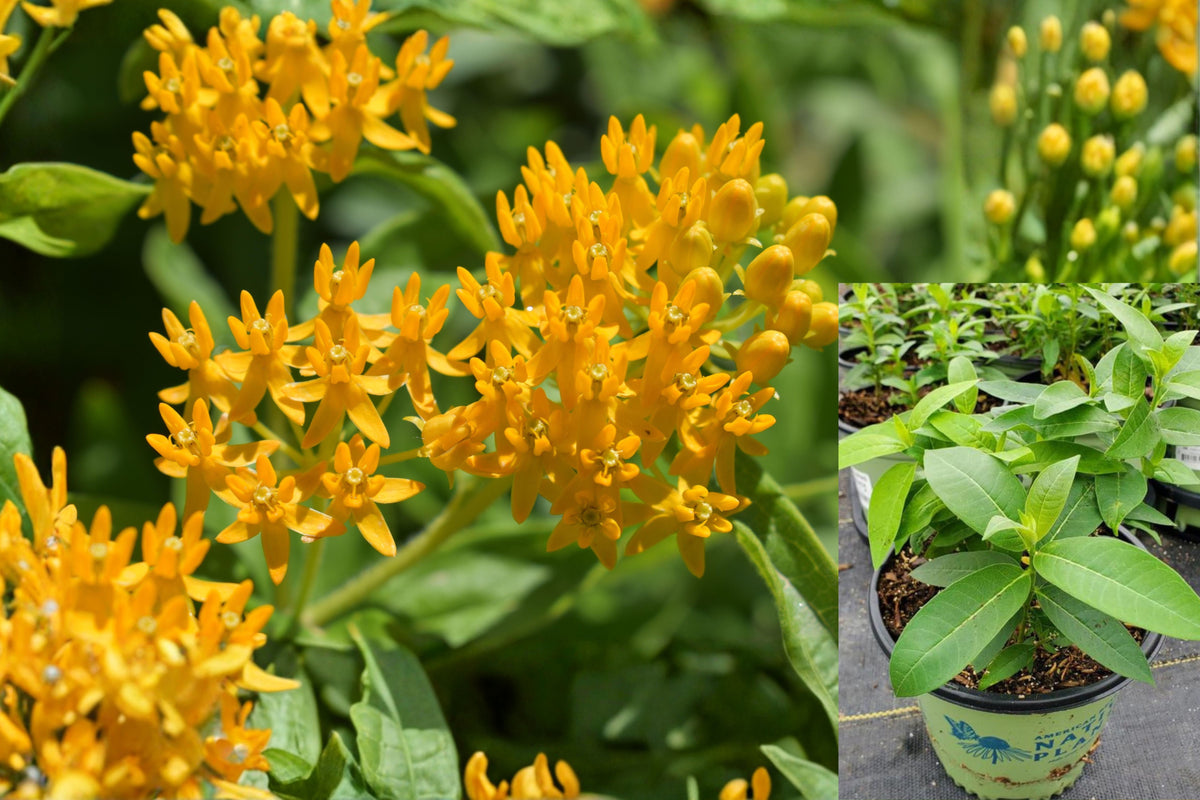 Yellow Milkweed Live Plants, Set of 2, 3–6 Inch Monarch Butterfly Garden Plants, Pollinator-Friendly Native Perennials