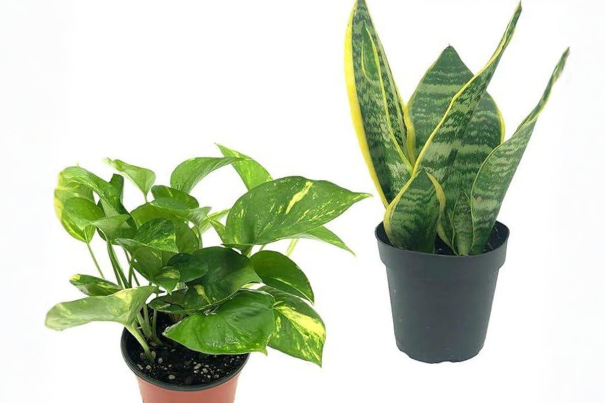 Golden Pothos and Snake Plant Bundle, 4 Pothos Cuttings 3–6 Inches, 2 Rooted Snake Plants Over 10 Inches