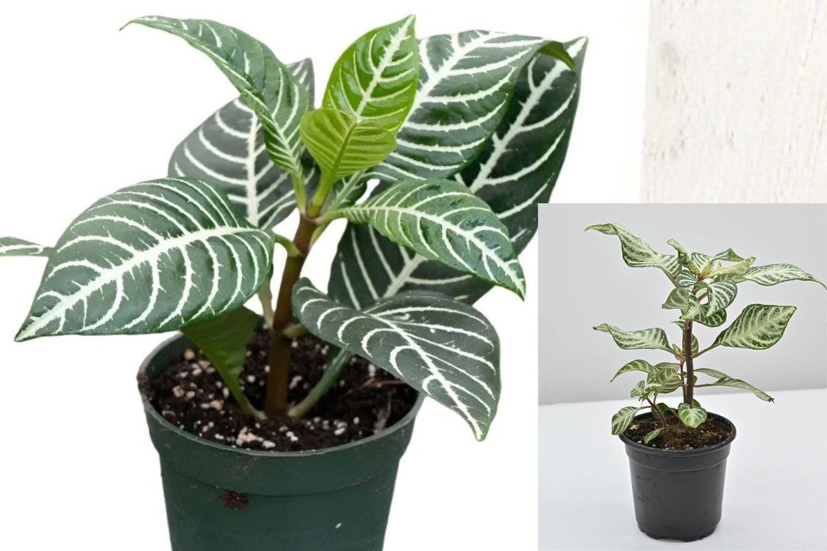 Zebra Plant Live Plant – 7 Inch Tall – 6 Inch Pot – Aphelandra squarrosa