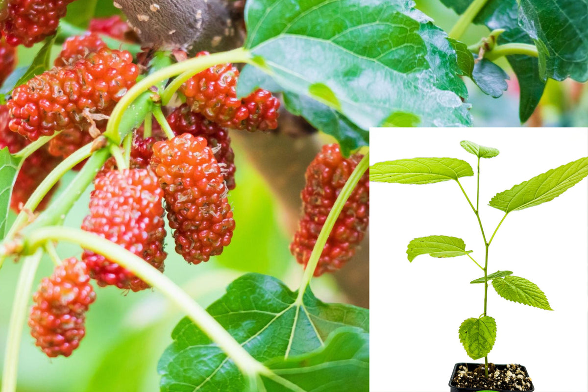 Live Red Mulberry Plant, 4–8 Inch Fruit Tree Seedling, Outdoor Mulberry Starter for Home Gardens