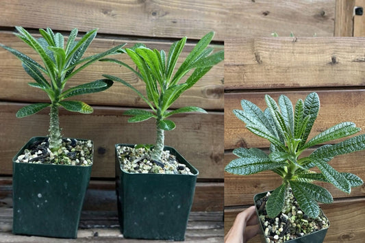 Dorstenia gigas Live Plant – Socotra Fig Tree – Seed Grown Caudex