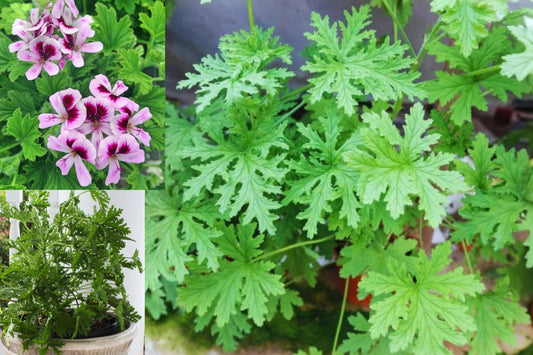 Citronella Live Plant, 7 Inches Tall in 4-Inch Pot – Cymbopogon sp.