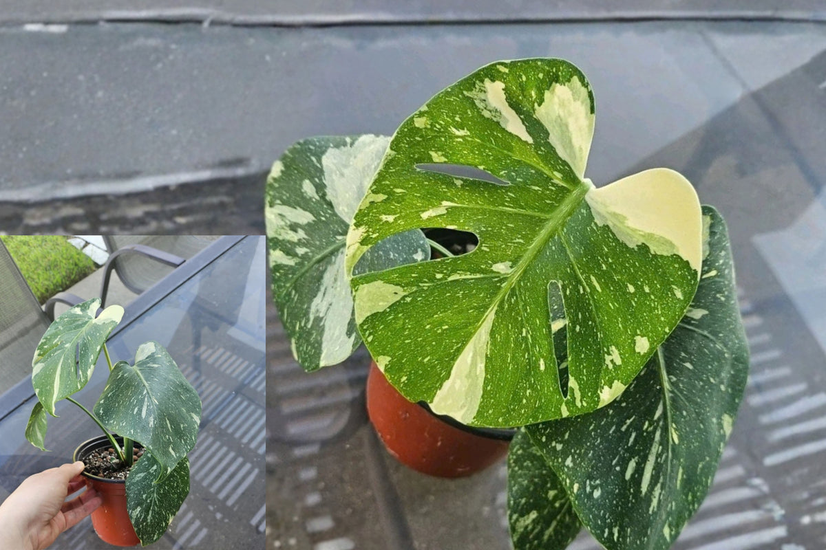 Thai Constellation Monstera Live Plant – 1 Plant – Monstera deliciosa