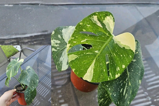 Thai Constellation Monstera Live Plant – 1 Plant – Monstera deliciosa