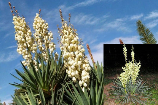 Adam’s Needle Yucca 1 Bare Root Live Plant – 15 Inches – Yucca filamentosa