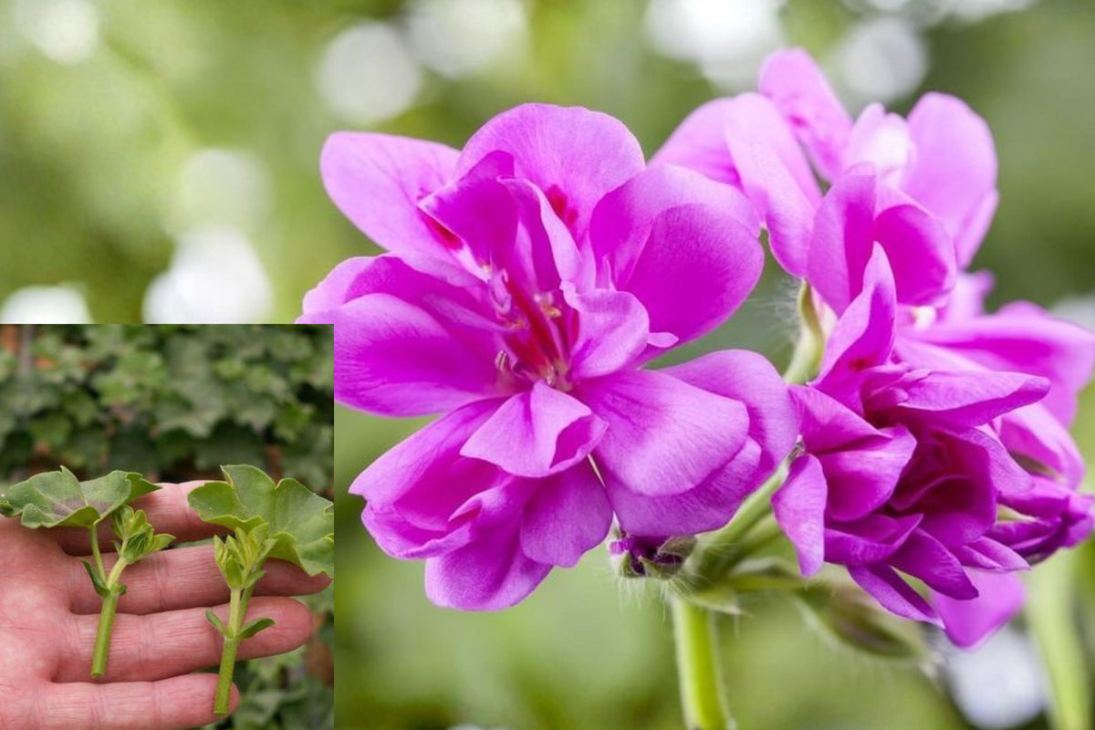 Purple Ivy Geranium Cutting, Trailing Pelargonium Peltatum Live Plant, 6 Inch Cutting for Hanging Baskets