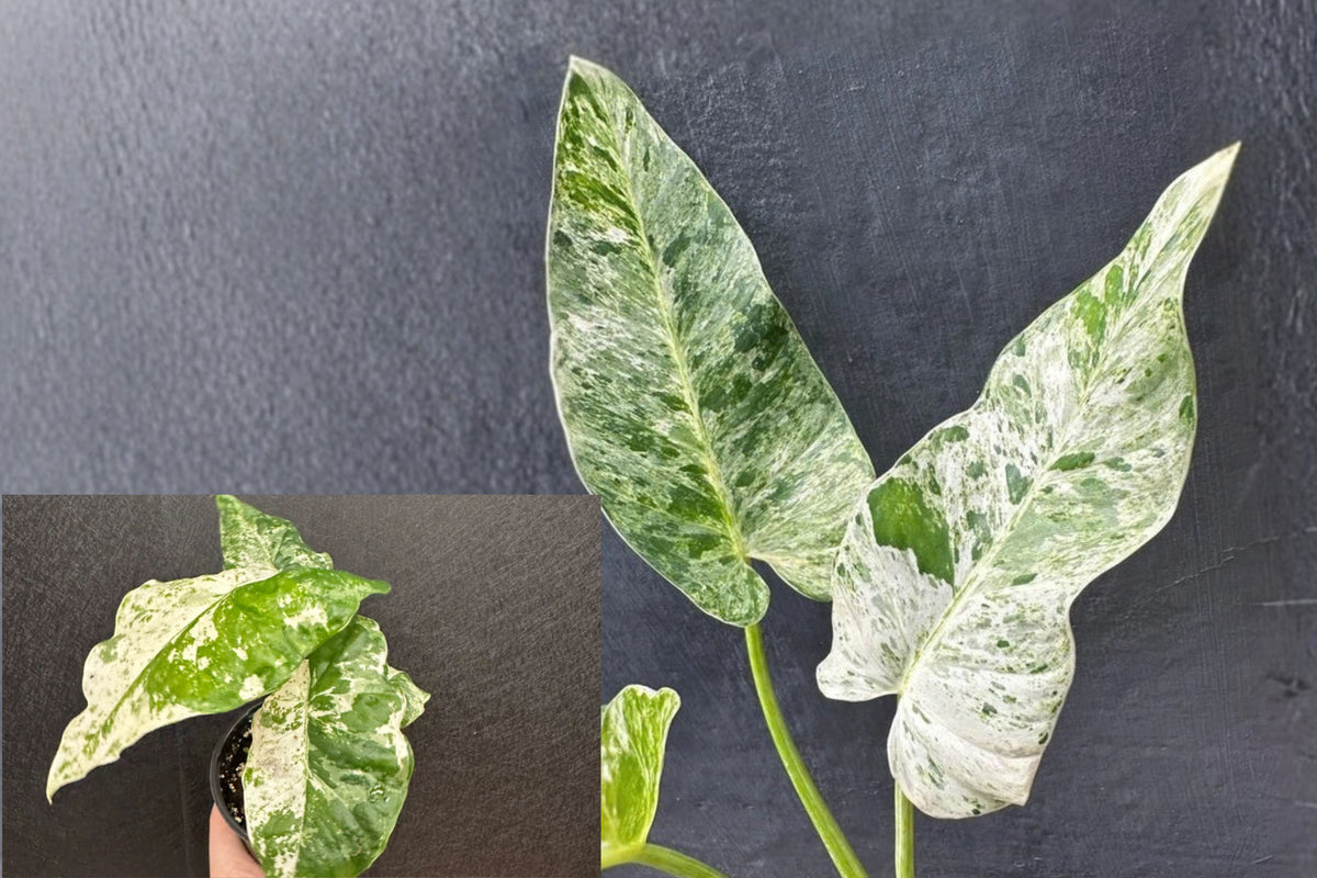 Alocasia 'Blizzard' Variegated – 1 Live Starter Plant – 4 Inch Pot – Alocasia