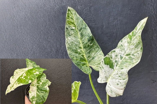 Alocasia 'Blizzard' Variegated – 1 Live Starter Plant – 4 Inch Pot – Alocasia