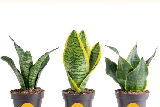 Costa Farms Snake Plant Live Indoor Plants – 3-Pack – 8–12" – Dracaena trifasciata
