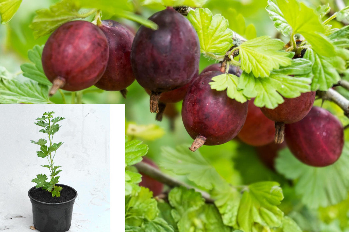 Sweet Gooseberry Bush Live Plant, 6–10 Inch Fruit Shrub Seedling, Edible Berry Plant for Outdoor Garden or Container