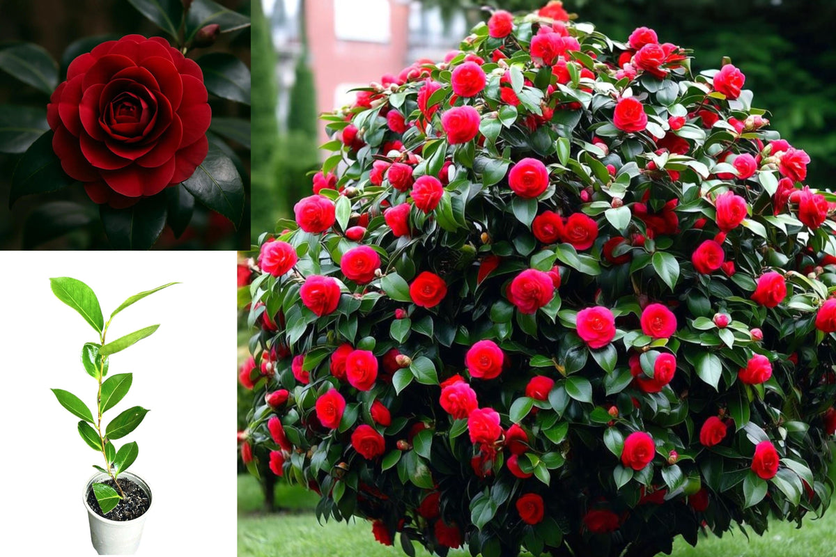 Kramer's Beauty Camellia Japonica Live Plant, Rooted Evergreen Shrub Starter, Potted Ornamental Garden Bush