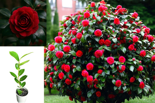 Kramer's Beauty Camellia Japonica Live Plant, Rooted Evergreen Shrub Starter, Potted Ornamental Garden Bush