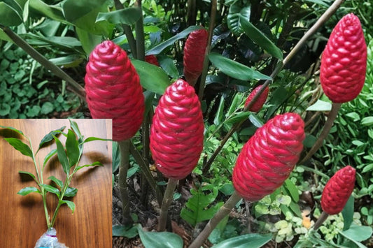 2 Live Shampoo Ginger Plants – 4–6 Inch Tall – Zingiber zerumbet – Bare Root