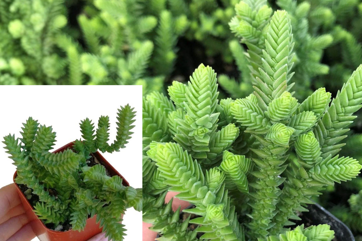 Crassula Muscosa Watch Chain Succulent, 3–4 Inch Fully Rooted Live Plant, Unique Green Trailing Succulent for Indoor or Outdoor Gardens