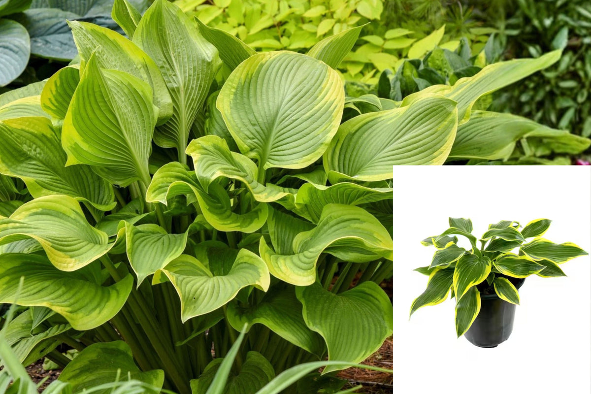 Hosta ‘Lone Star’ 1 Live Potted Plant – Hosta Hybrid, 2.5-Inch Pot