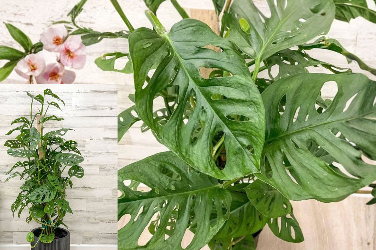 Monstera Swiss Cheese Live Plant – 2 Plants – 3–5 Inches – Monstera adansonii