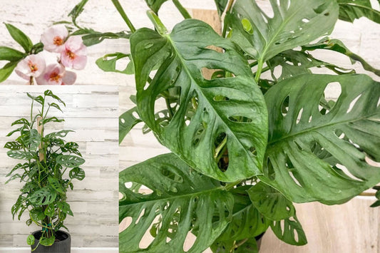 Monstera Swiss Cheese Live Plant – 2 Plants – 3–5 Inches – Monstera adansonii