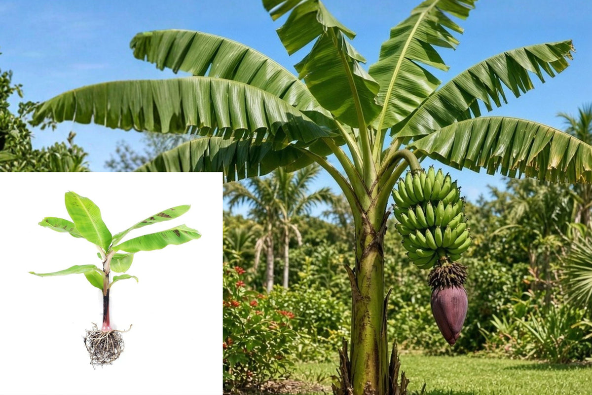 Double Mahoi Banana Live Plant, 4–6 Inch Bare Root Musa Starter, Tropical Outdoor Banana Plant for Warm Climate Gardens
