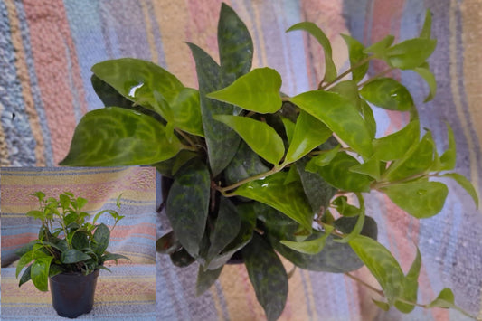 Black Pagoda Lipstick Plant 1 Live Potted Plant – Aeschynanthus longicaulis