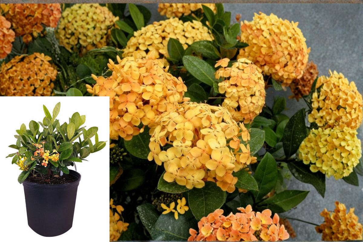Maui Yellow Ixora Live Plant – Tropical Evergreen Shrub – Ixora sp.