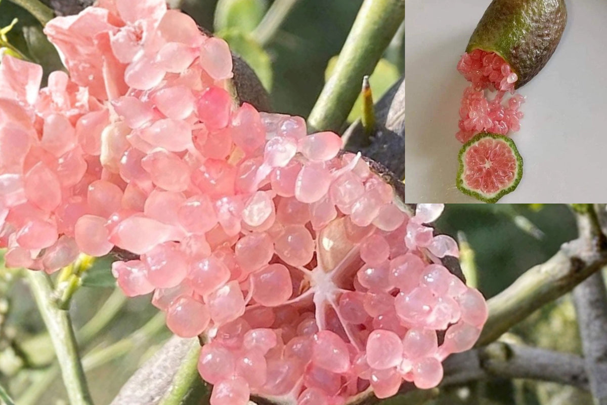 Pink Finger Lime Live Plant – Grafted Citrus – 3 Gallon Pot – 2–3 Ft Tall