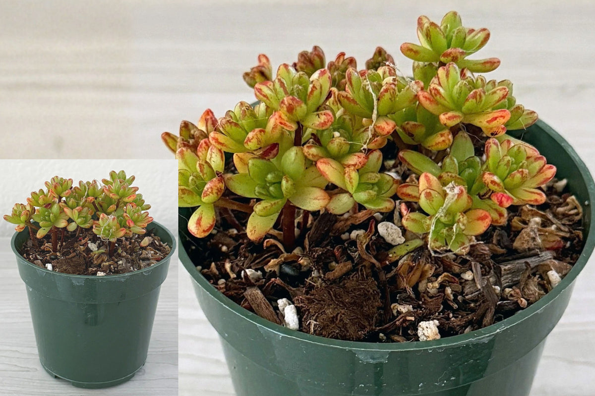 Dwarf Aeonium Live Succulent – 4-Inch Pot – Aeonium sedifolium