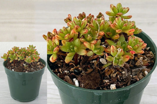 Dwarf Aeonium Live Succulent – 4-Inch Pot – Aeonium sedifolium