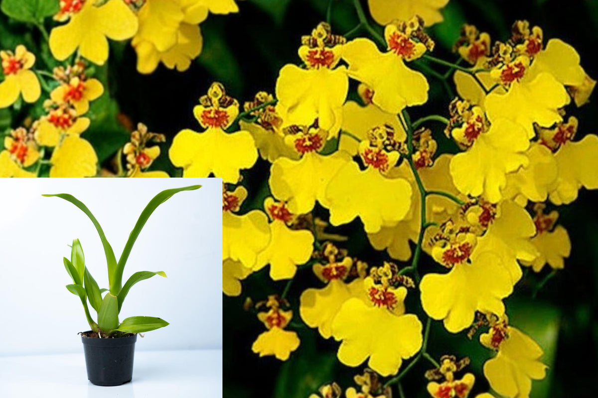 Oncidium Gower Ramsey Live Orchid, Yellow Dancing Lady Orchid Plant, Potted Orchid for Indoor Growing